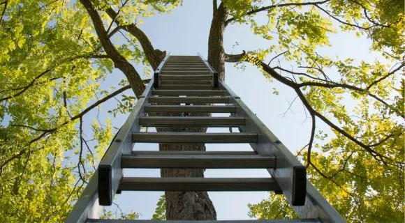 ladder on tree