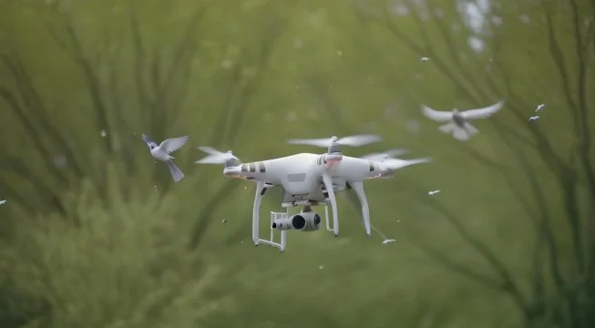 What if a bird hits my drone